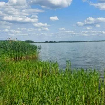 Виноградна