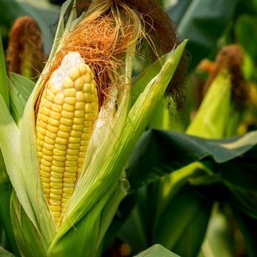 Жашків, Уманський, Черкаська область 50000.0 USD