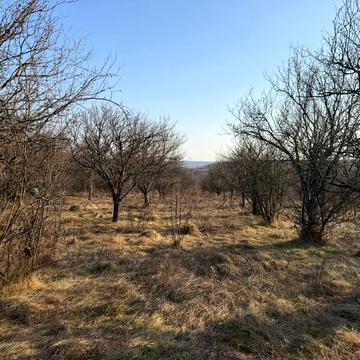 Гута, Ужгородський, Закарпатська область 8000.0 USD