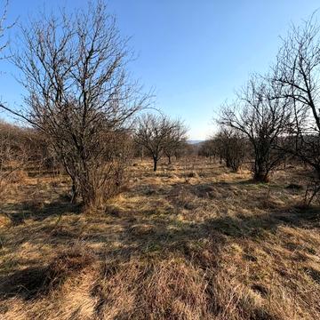 Гута, Ужгородський, Закарпатська область 8000.0 USD
