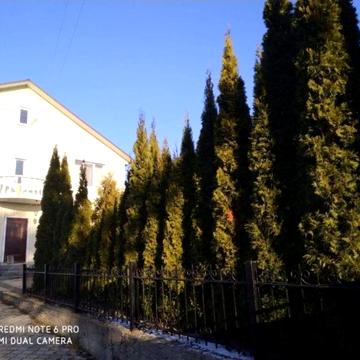 островського