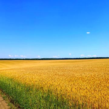 Глибоке, Бориспільський, Київська область 6500.0 USD