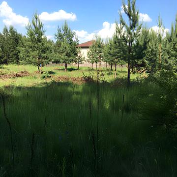 провулок Лісовий, 1