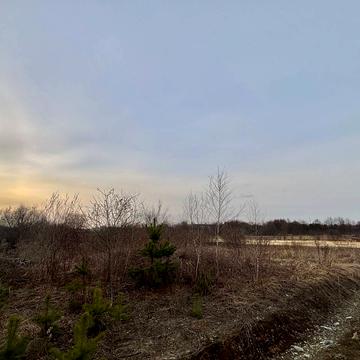 Золотого Лева