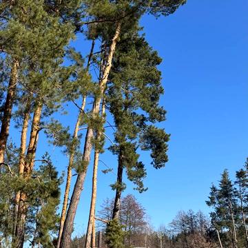 Свидівок, Черкаський, Черкаська область 10500.0 USD