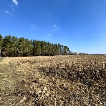 Мічуріна