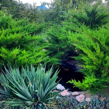 центральная