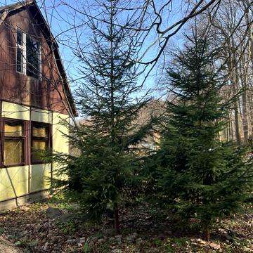 Оріховиця, Ужгородський, Закарпатська область 17000.0 USD