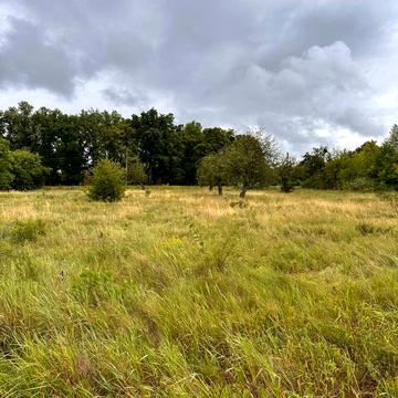 Центральна