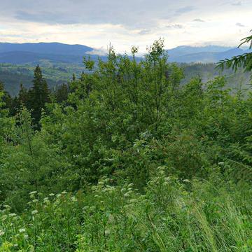 Довгий Грунь