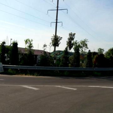 Зелений гай