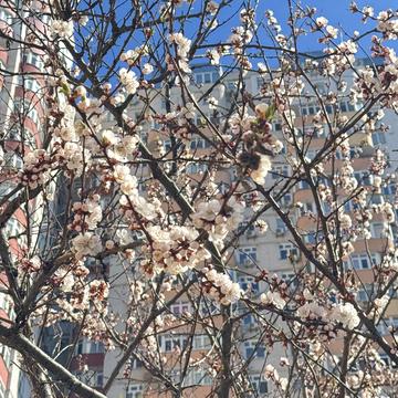 Петра Калнишевського вул. (Михайла Майорова), 7