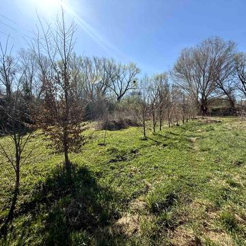 Лісові Гринівці