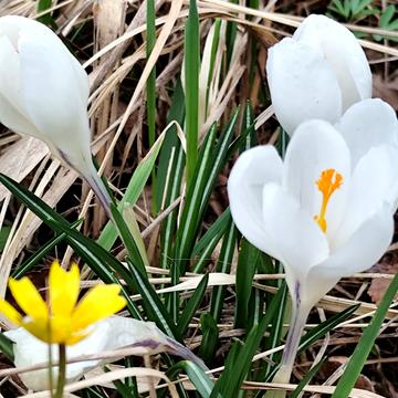 Героїв України вул. (конєва)