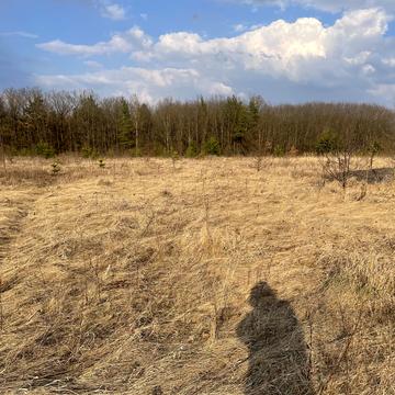 Леонтовича