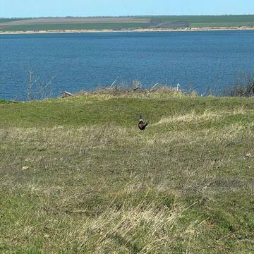 Прилиманська