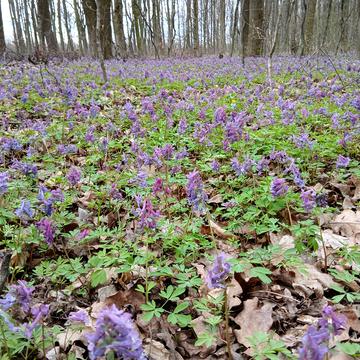 Сокиринці, Вінницький, Вінницька область 21000.0 USD