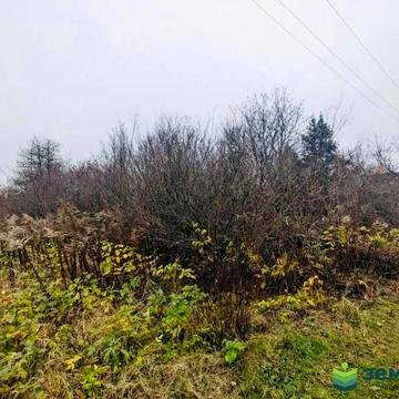 Микитинці, Івано-Франківський, Івано-Франківська область 11900.0 USD