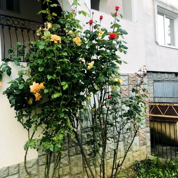 Вишнева вул.