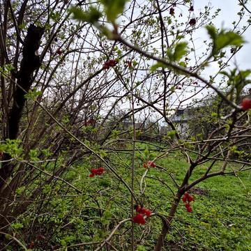 Костя Широцького вул., 33