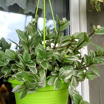 Флоренції вул., 12-А