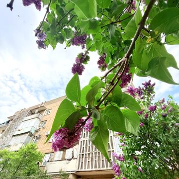 Карпатської України вул. (Юрія Гагаріна), (Будинок 1)