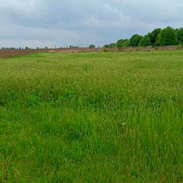 Княжичі, Броварський, Київська область 30000.0 USD