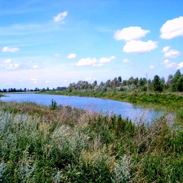 Лісова