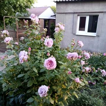 Шевченка вул., 22