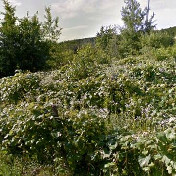 Оноківці, Ужгородський, Закарпатська область 37000.0 USD