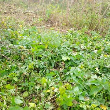 Старі Безрадичі, Обухівський, Київська область 50000.0 USD