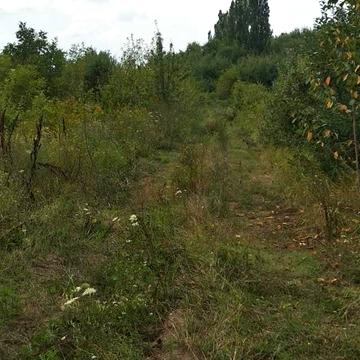 Берегове, Берегівський, Закарпатська область 7000.0 USD