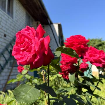 Старшого Лейтенанта Маци вул., 13/1