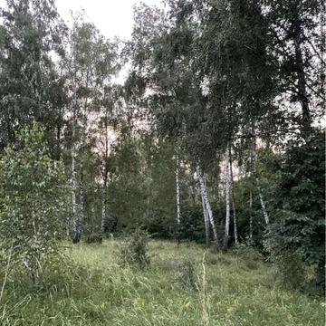 Дачна