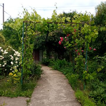 Польова