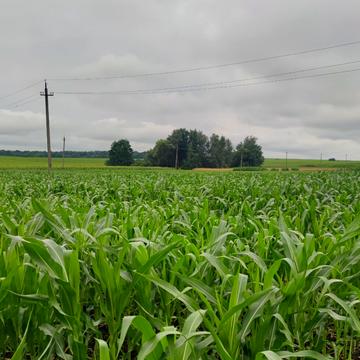 Центральна