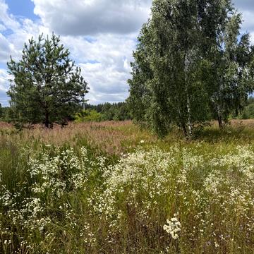 Кленова