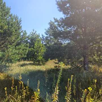 Південа