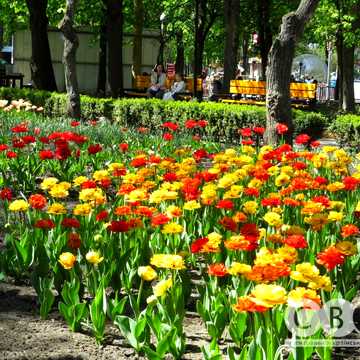 Яновського вул., 96