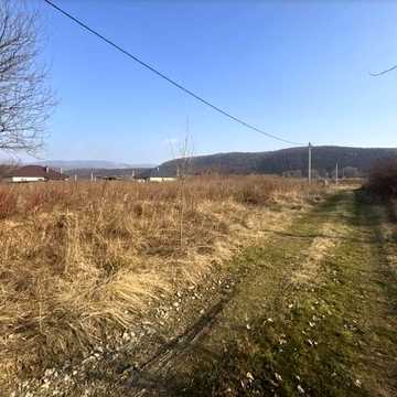 Золотиста