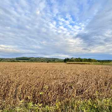 Річкова