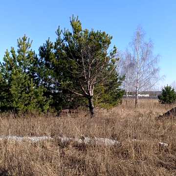 Каштанова