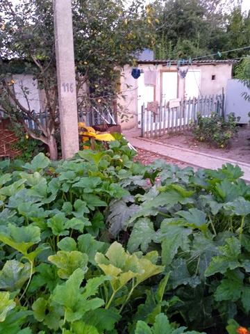 Дом-дача с участком