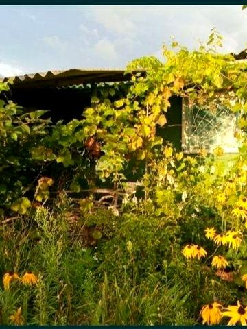 Продам дачну ділянку