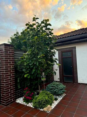 Предлагается к продаже дом в Совиньоне (Люстдорф).