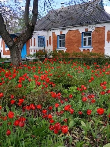 Продається будинок с. Тарасівка Звенигородський р-н