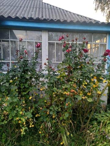 Продам будинок в селі від власника