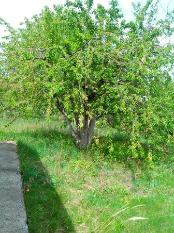 продам свою дачу