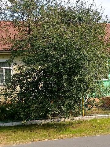 Продам будинок в Гощі