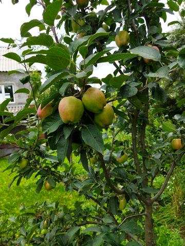 Продам дачний будинок+ земельна ділянкою  6 сот.